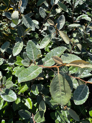 Elaeagnus