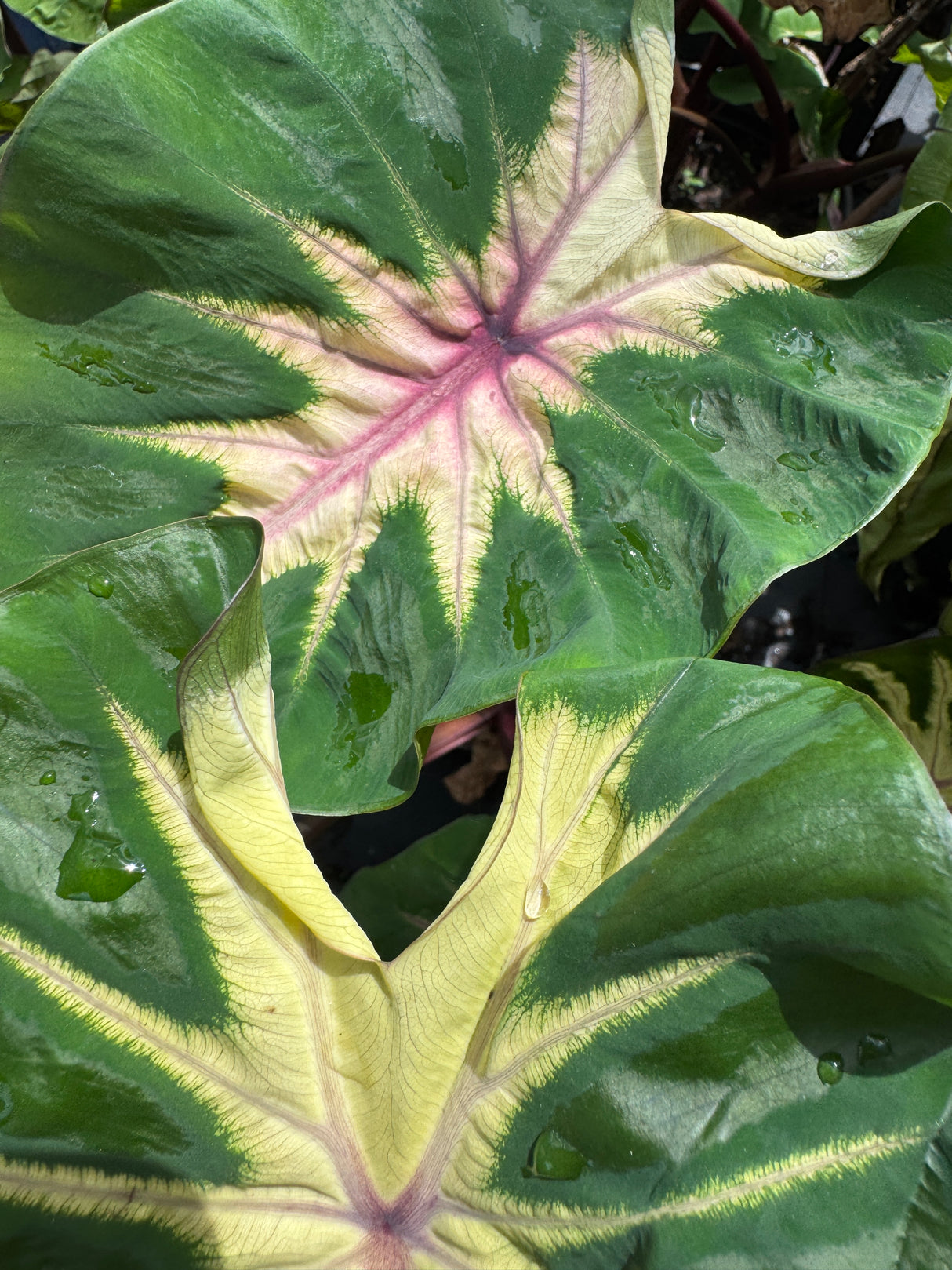 Alocasia Elephant Ear