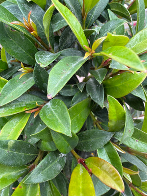 green Eugenia Topiary leaves on spiral tree
