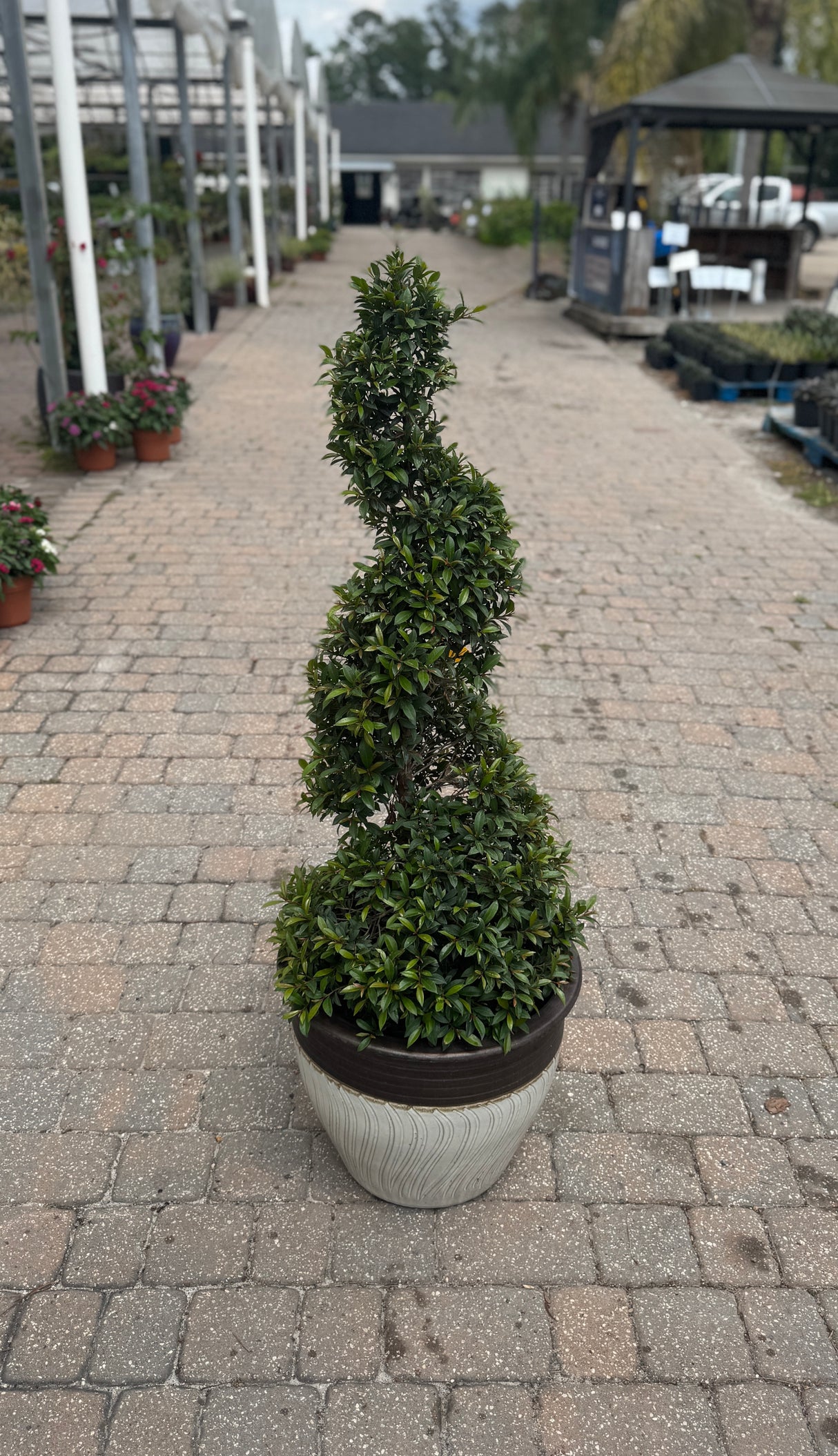 Eugenia Topiary shaped into a spiral 