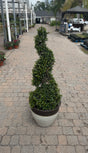 Eugenia Topiary shaped into a spiral 
