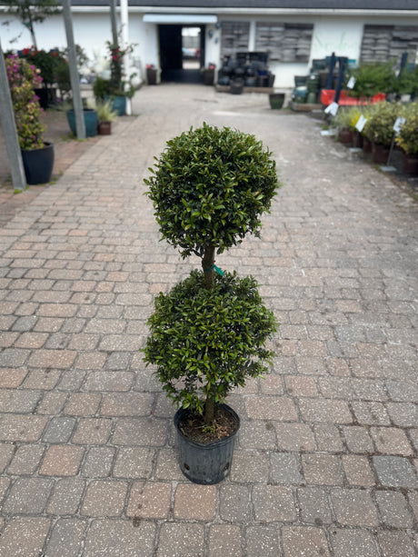 Eugenia Topiary Tree in three-gallon pot