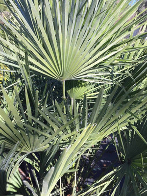 European Fan Palm