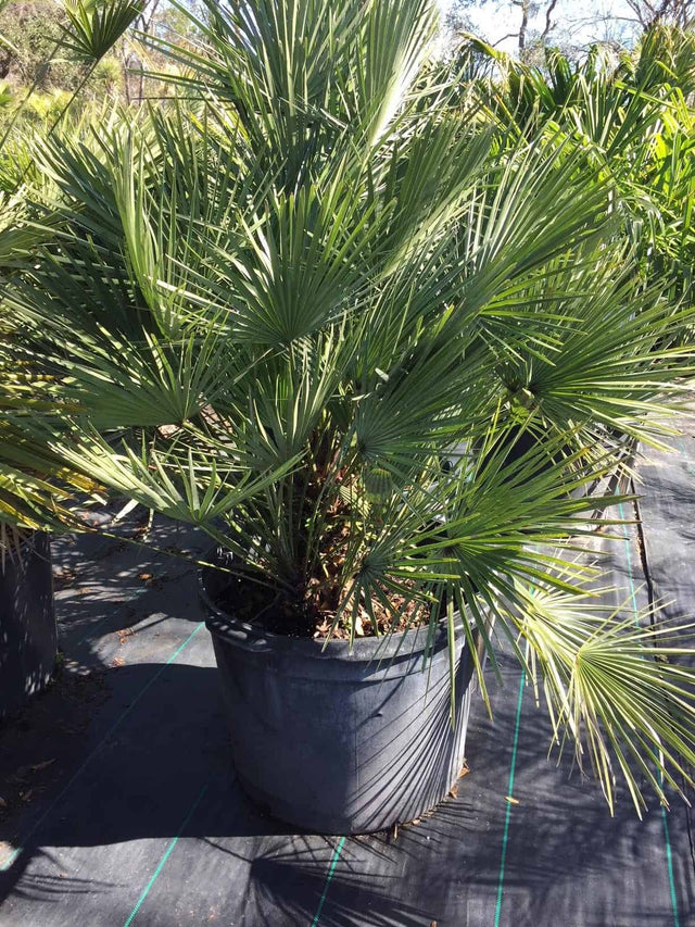 European Fan Palm