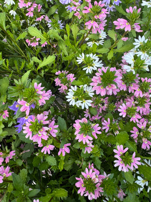 fairy fan flower seeds Scaevola – Liberty Landscape Supply