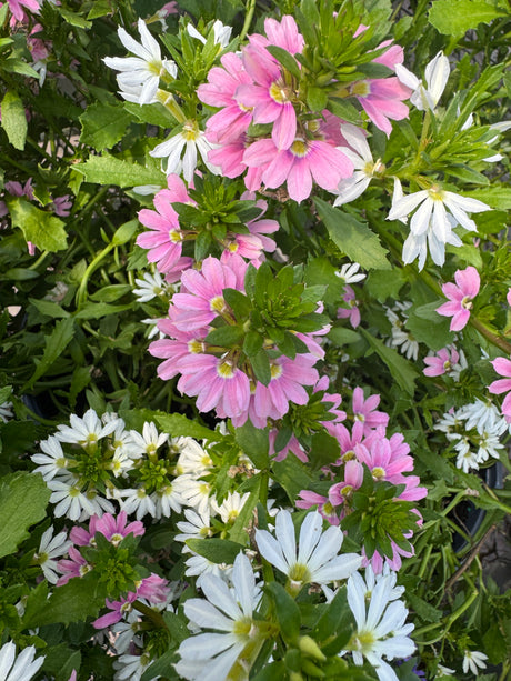 Scaevola