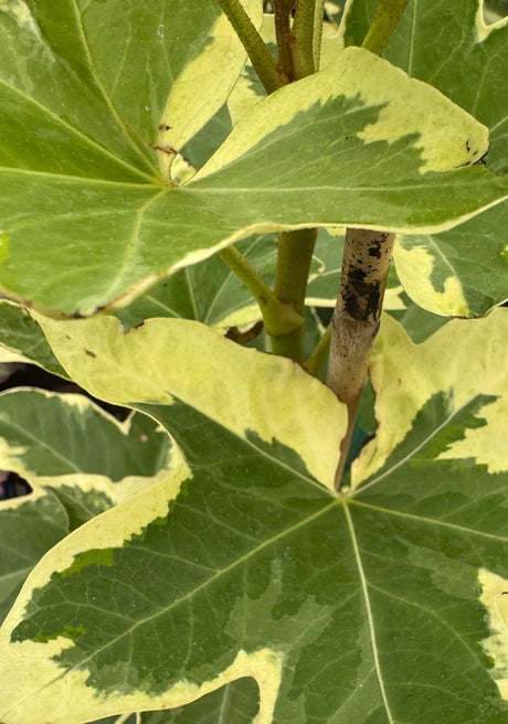 variegated Angyo Star Ivy plant on trellis