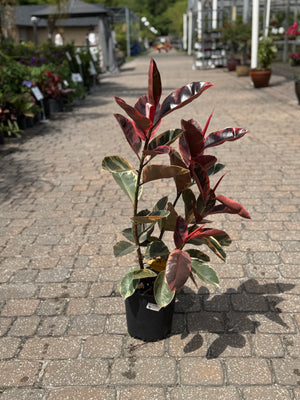 rubber tree long beach Rubber Tree – Liberty Landscape Supply