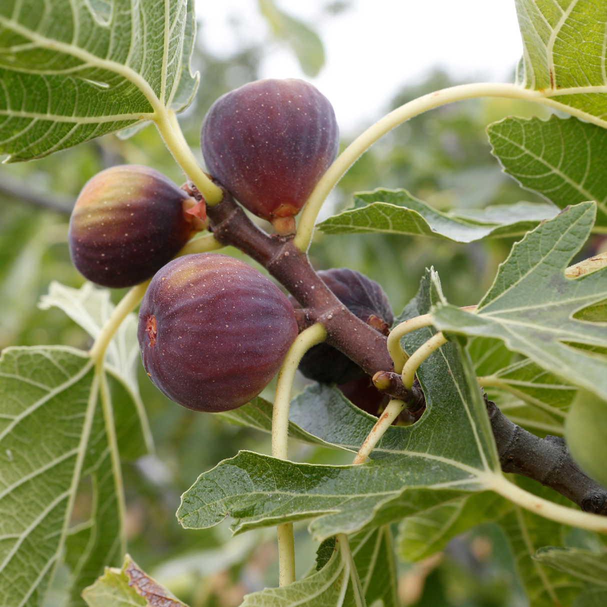 Fig