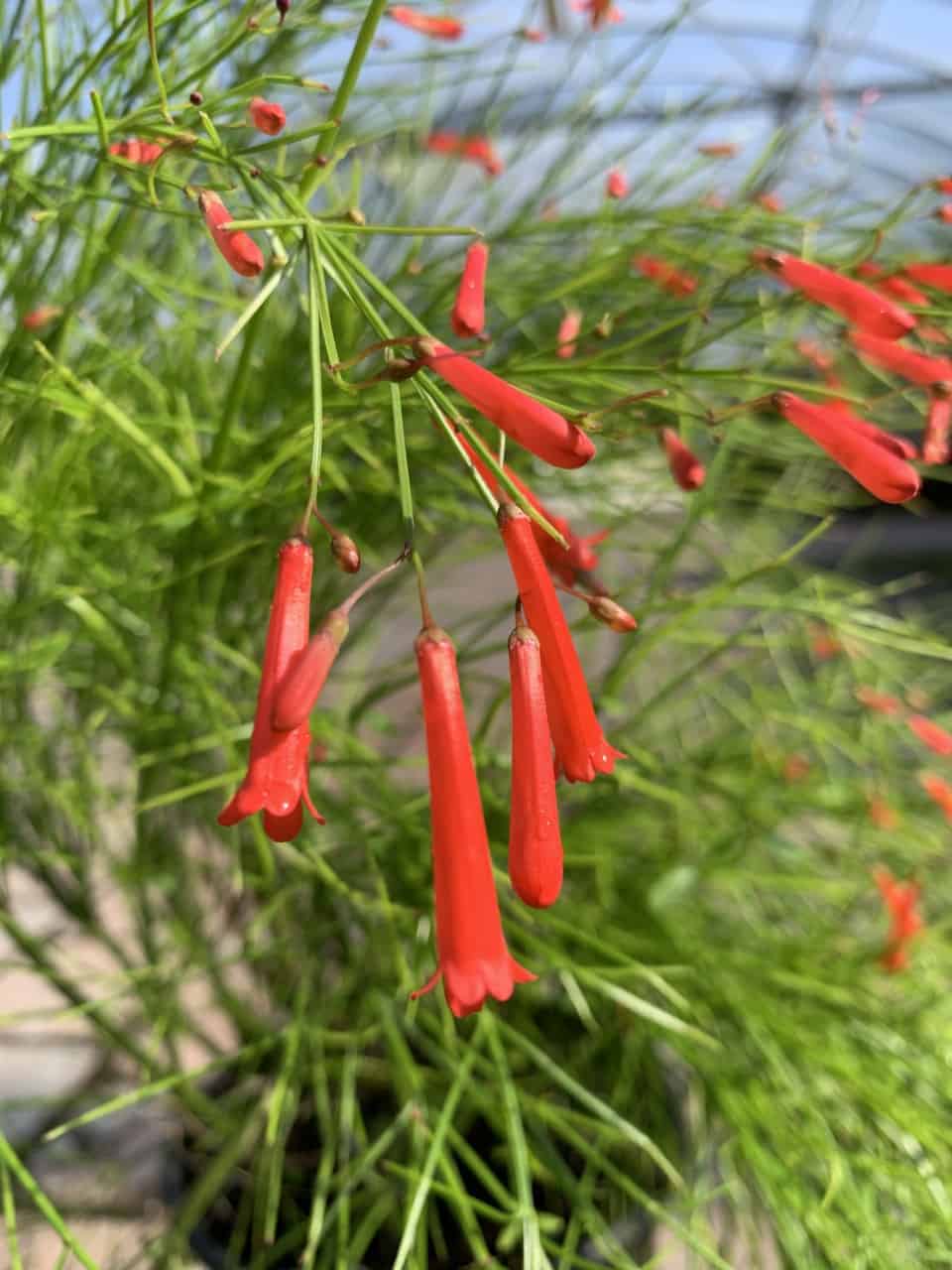 Firecracker Fern – Liberty Landscape Supply