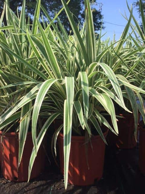 flax lily indoor plant Flax Lily – Liberty Landscape Supply