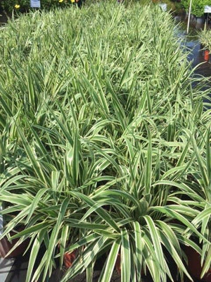 white flax lily Flax Lily – Liberty Landscape Supply