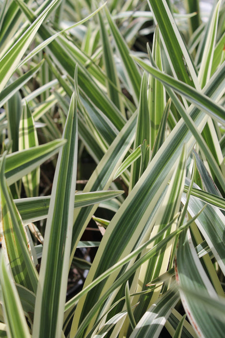 Flax Lily