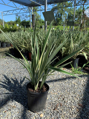 white flax lily Flax Lily – Liberty Landscape Supply