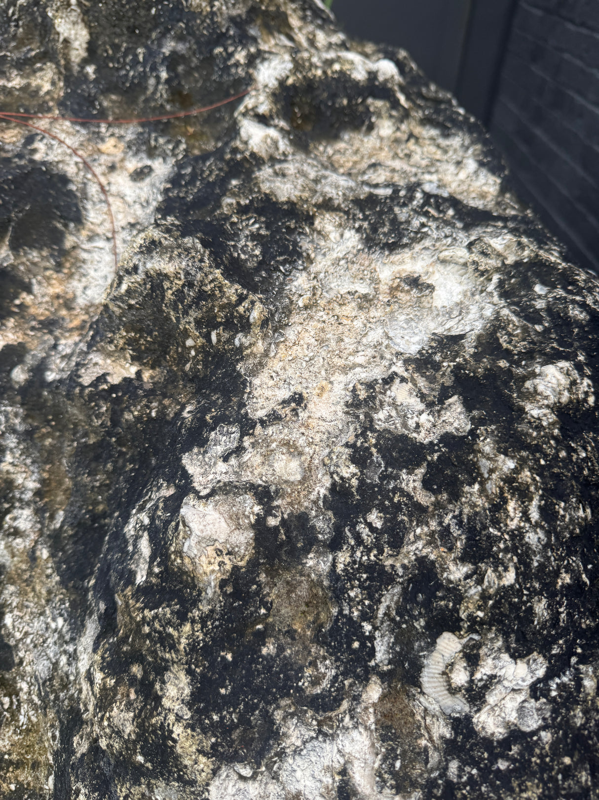 Close-up of a textured boulder surface