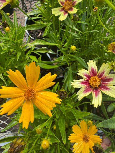 Yellow and purple flowers with green leaves in a garden setting