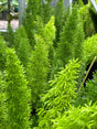 Foxtail Fern