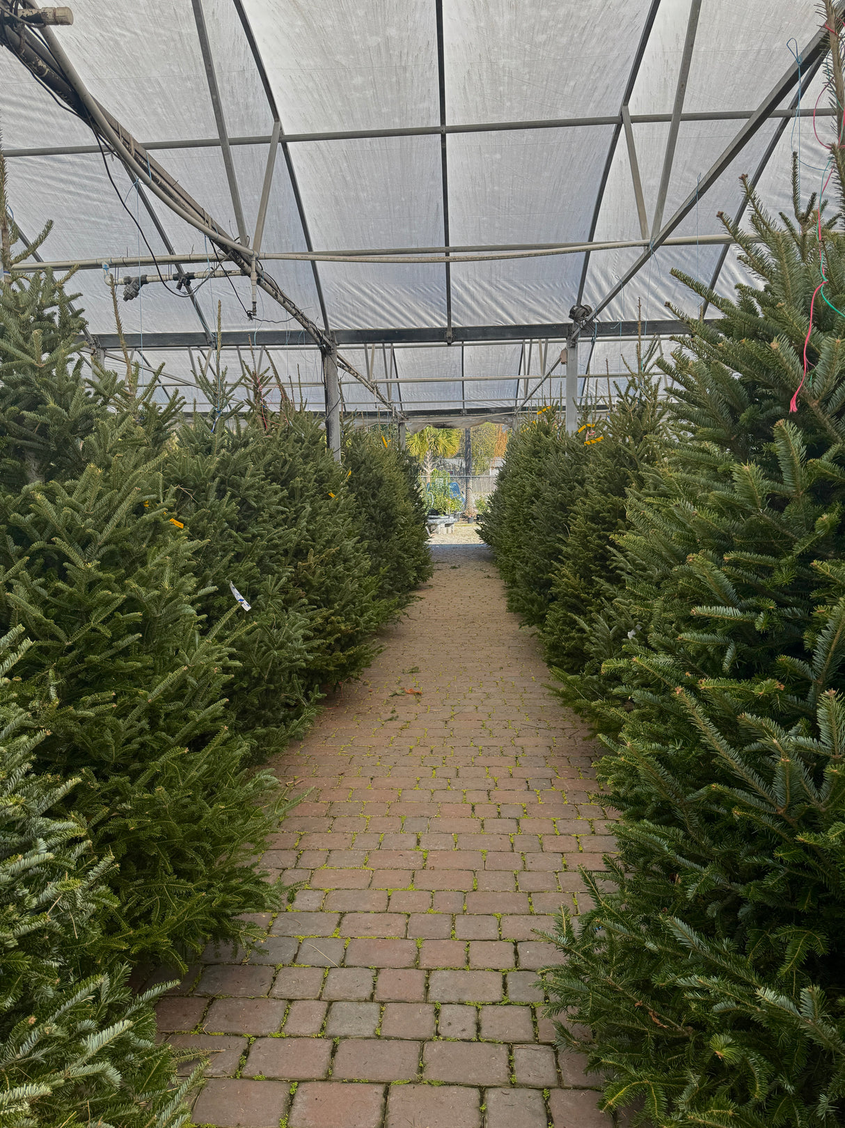 Fraser Fir Trees