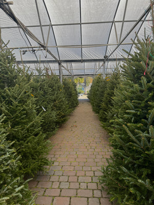 Fraser Fir Trees