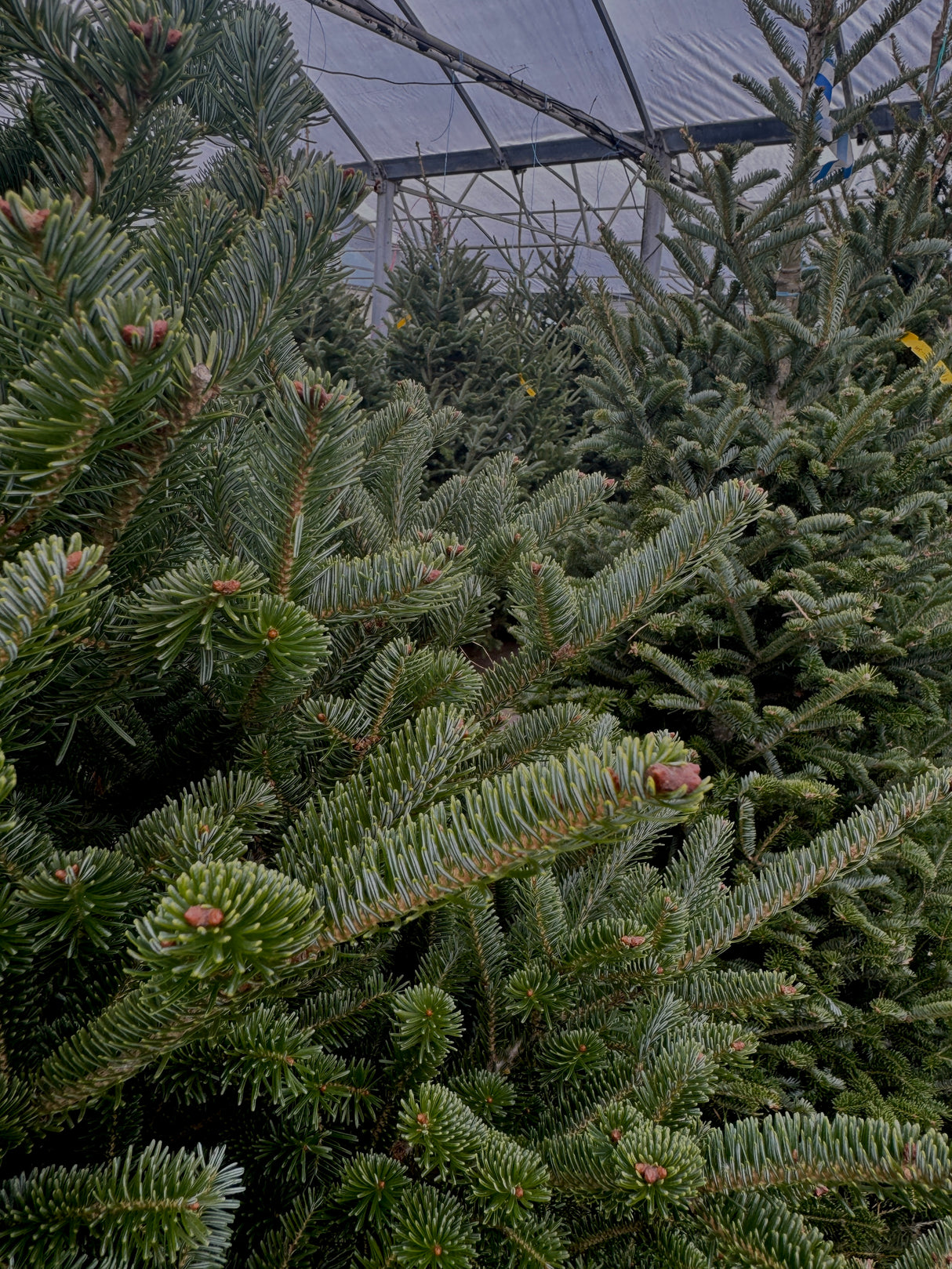 Fraser Fir Trees