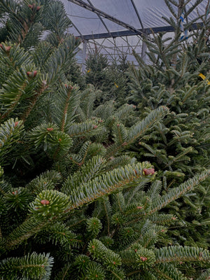 Fraser Fir Trees