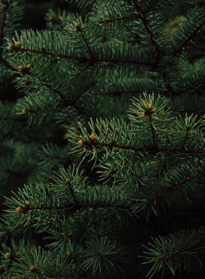 Fraser Fir Trees