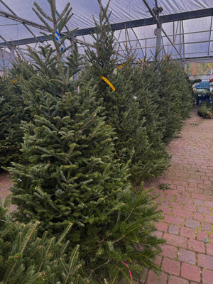 Fraser Fir Trees