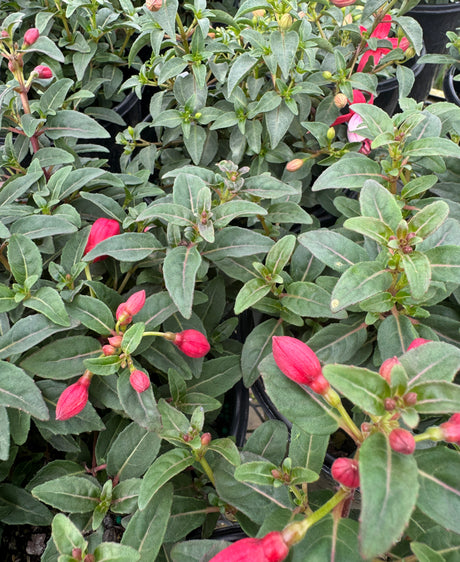 Fuchsia