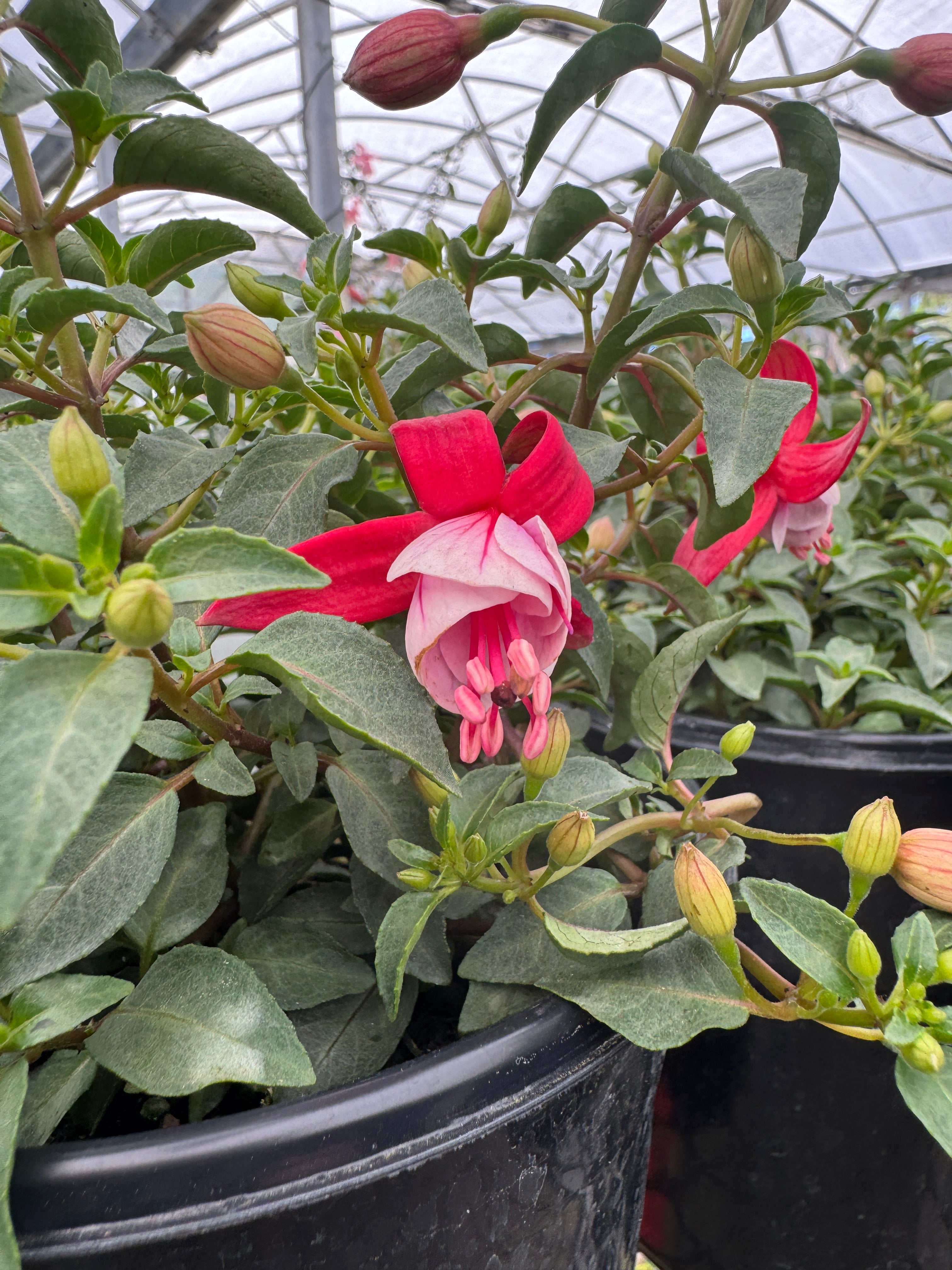 fertilizing fuchsia plants Fuchsia – Liberty Landscape Supply