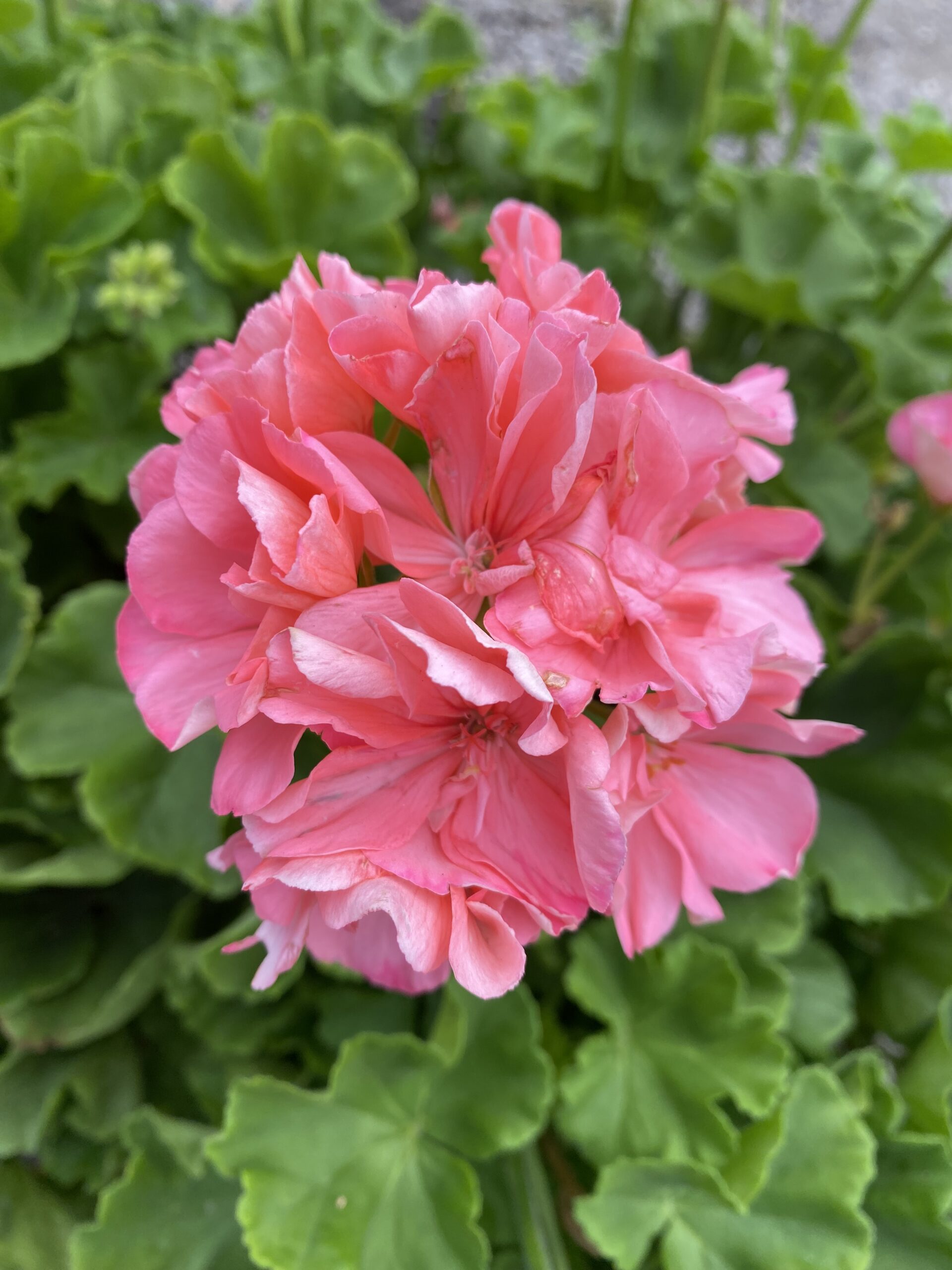 Geranium – Liberty Landscape Supply