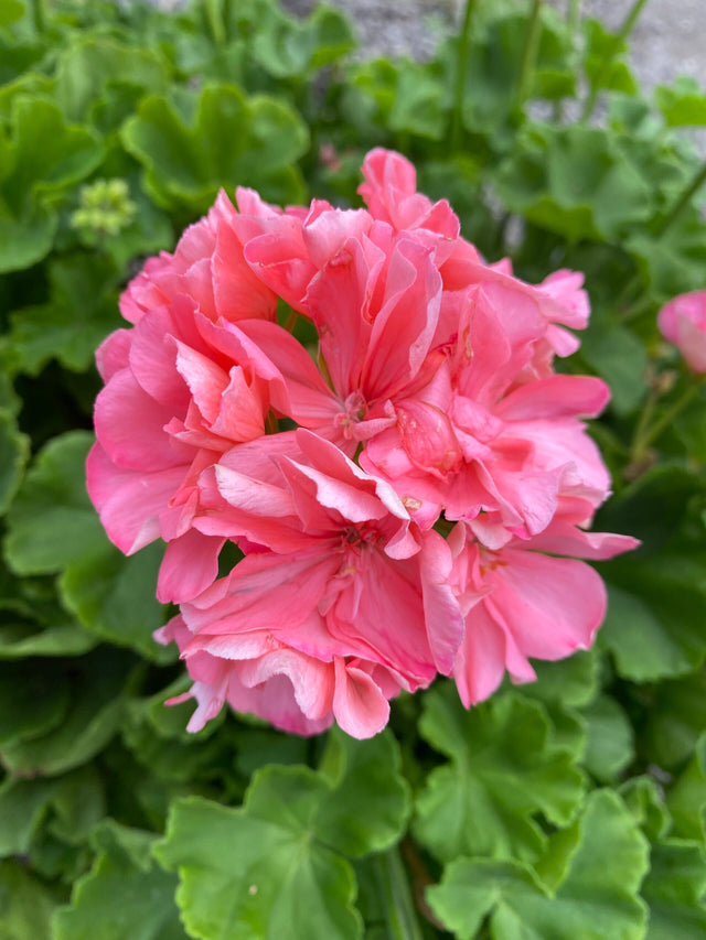 Geraniums