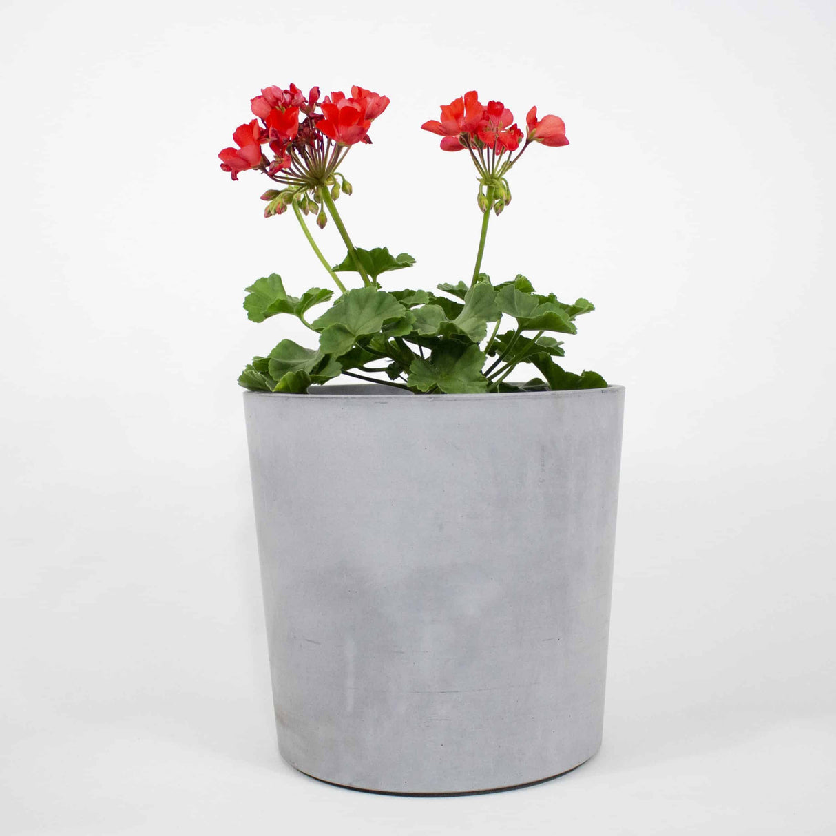 Geraniums