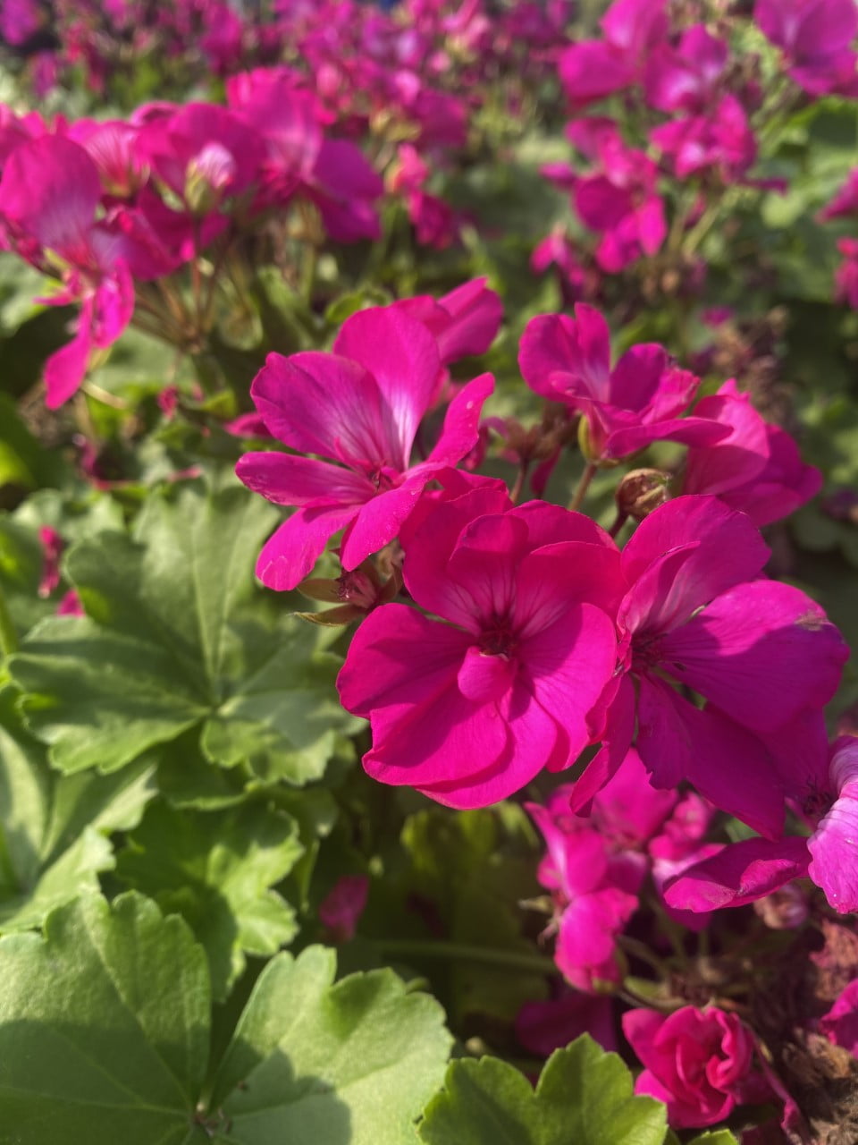 Geraniums