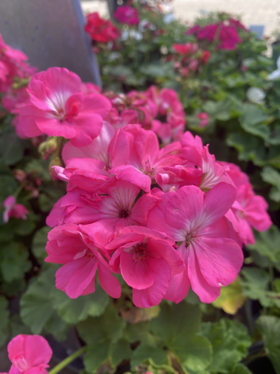 Geraniums