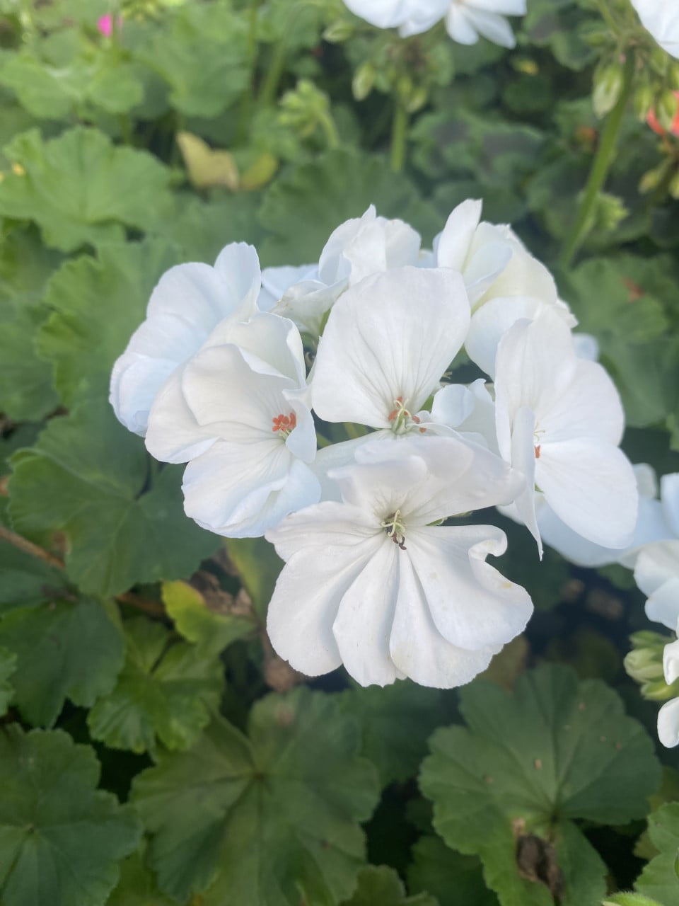 Geranium – Liberty Landscape Supply