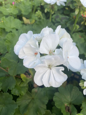 Geraniums