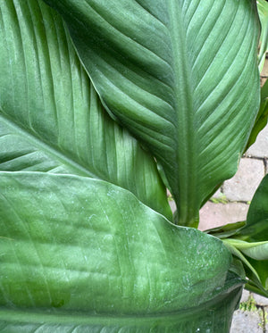 Giant Peace Lily green leaves