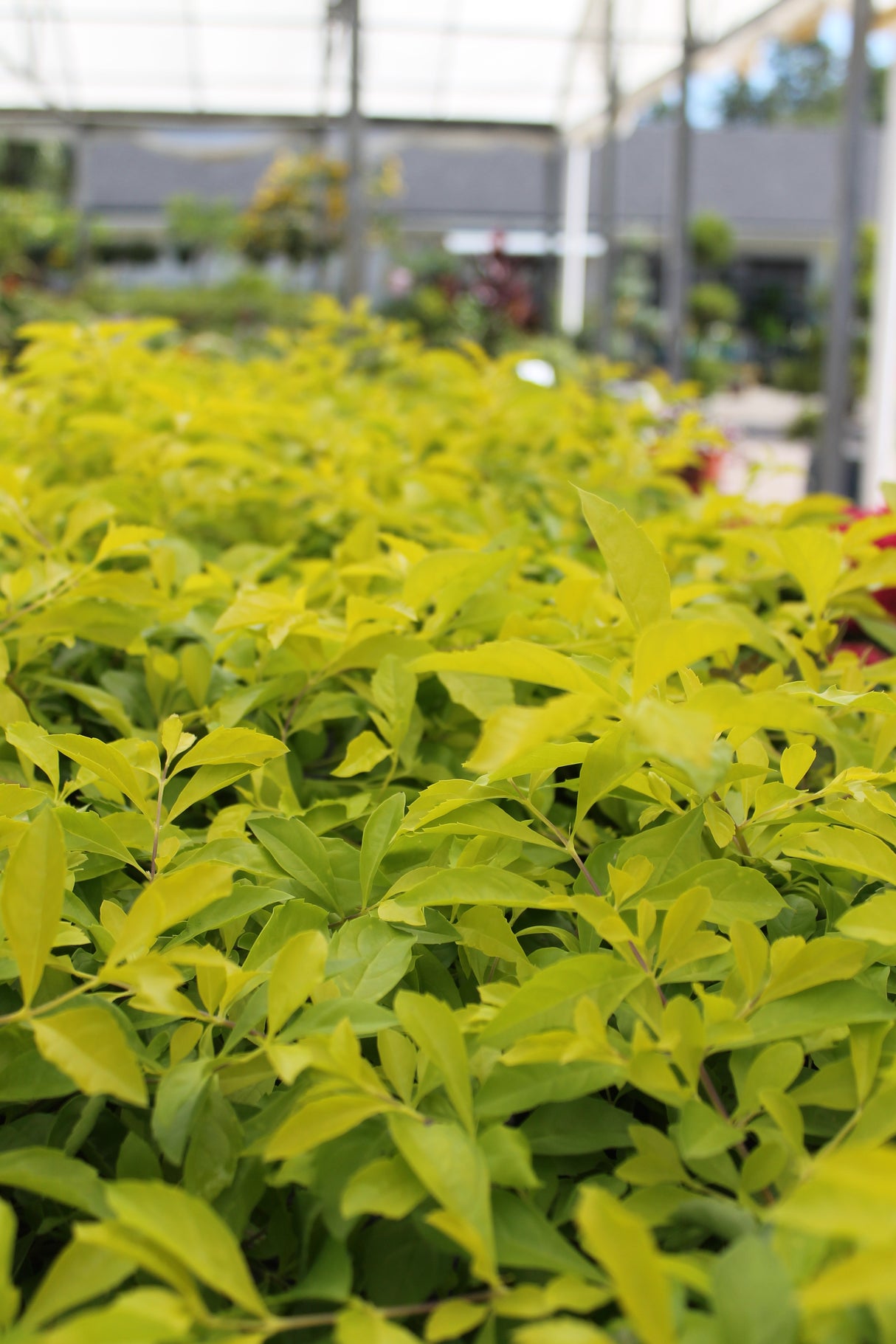 Row of gold plants in a greenhouse setting