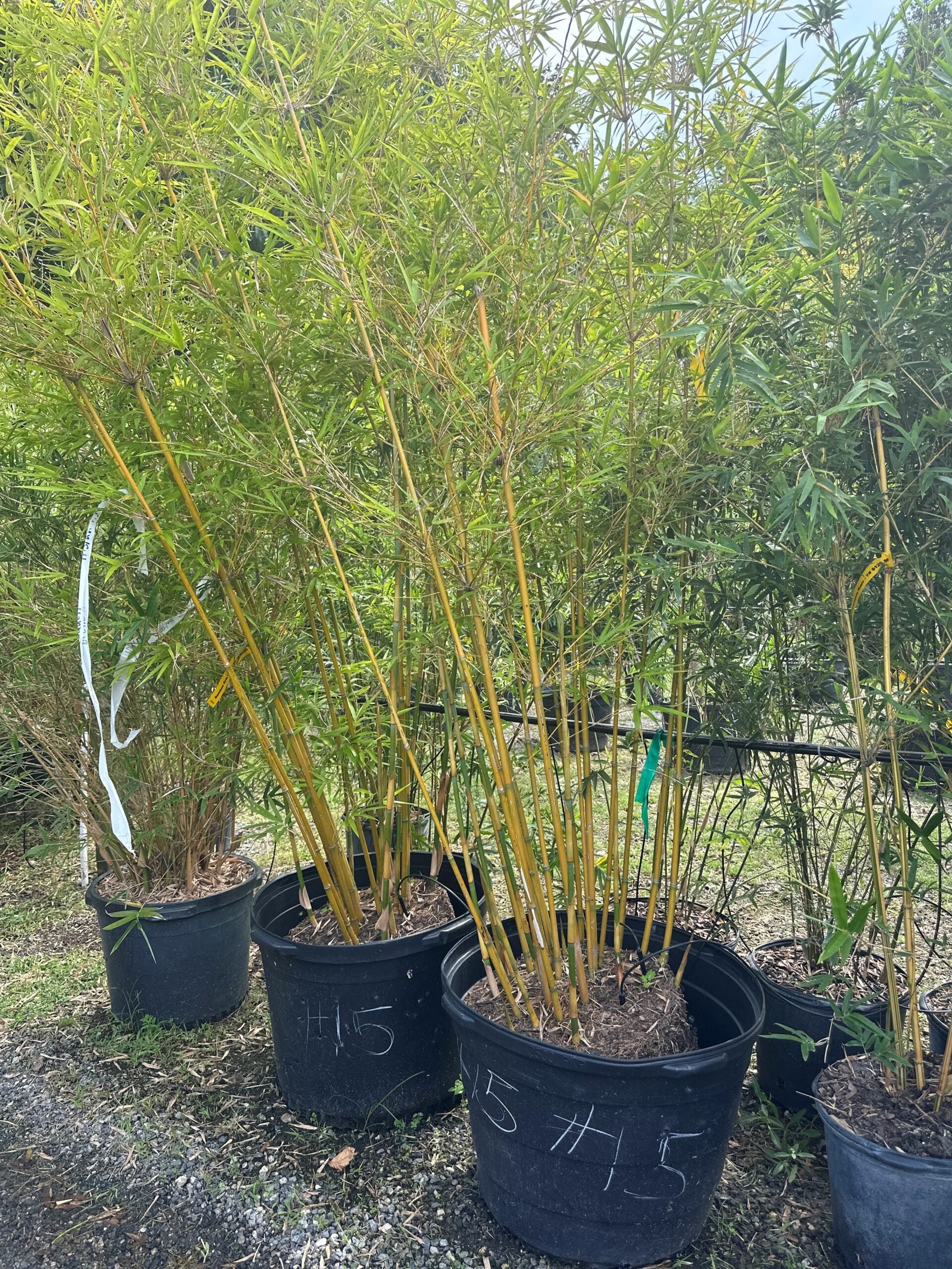 Bamboo – Liberty Landscape Supply
