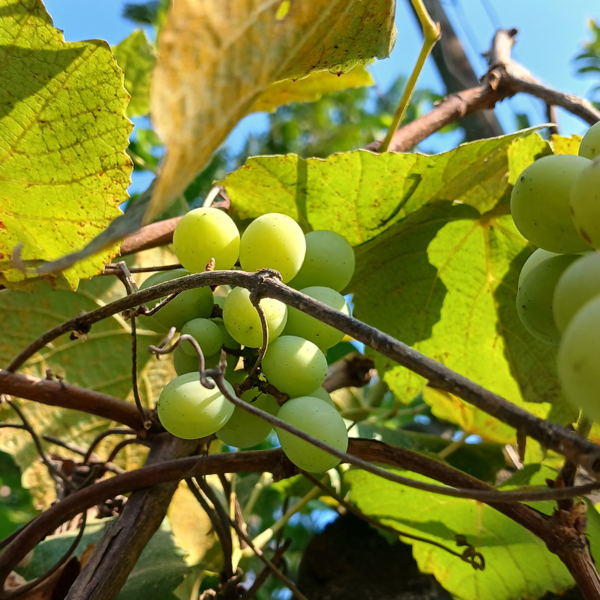Grape Vine
