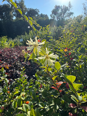 Loropetalum