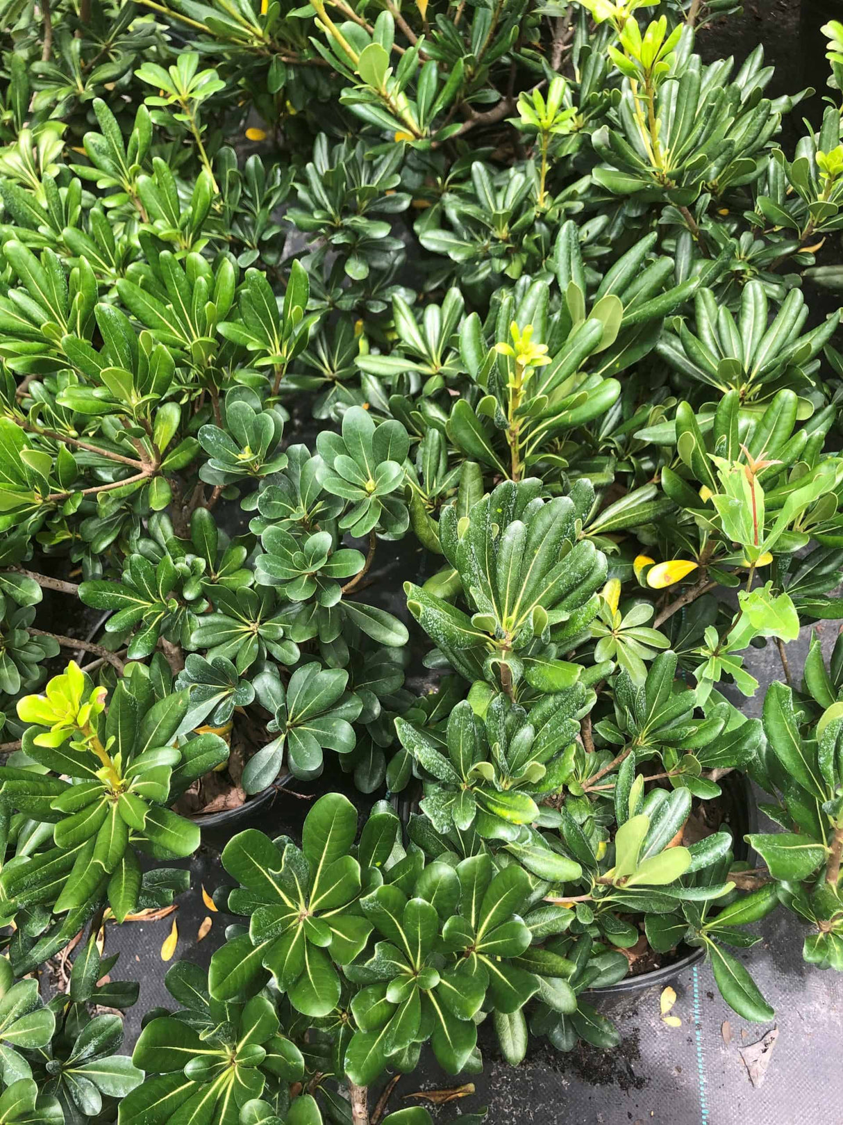 Pittosporum