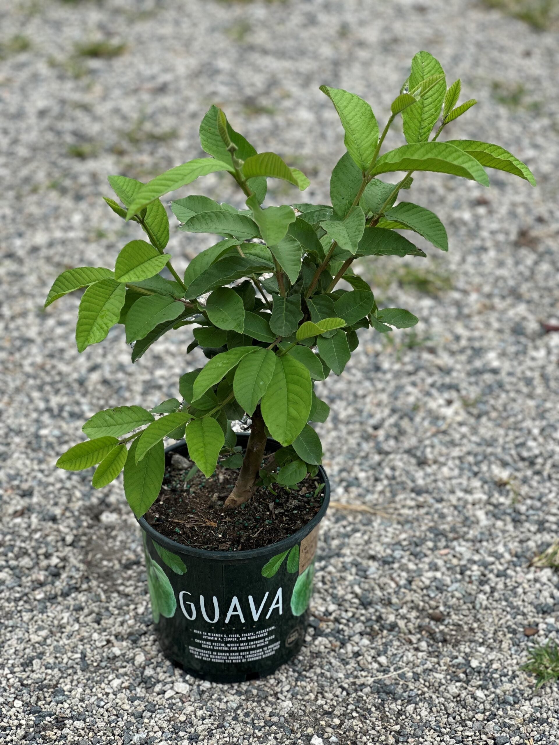 Guava – Liberty Landscape Supply