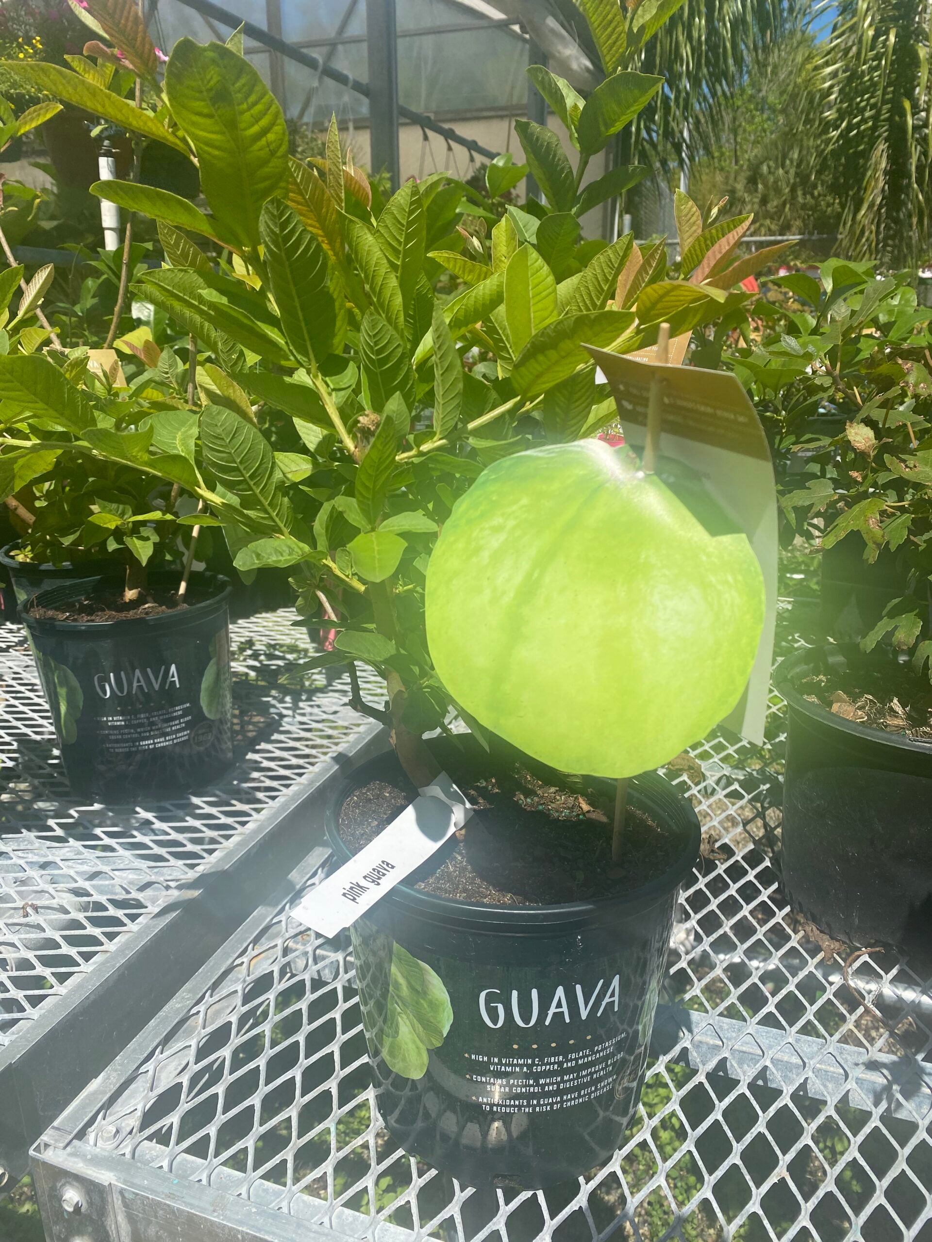 Guava – Liberty Landscape Supply