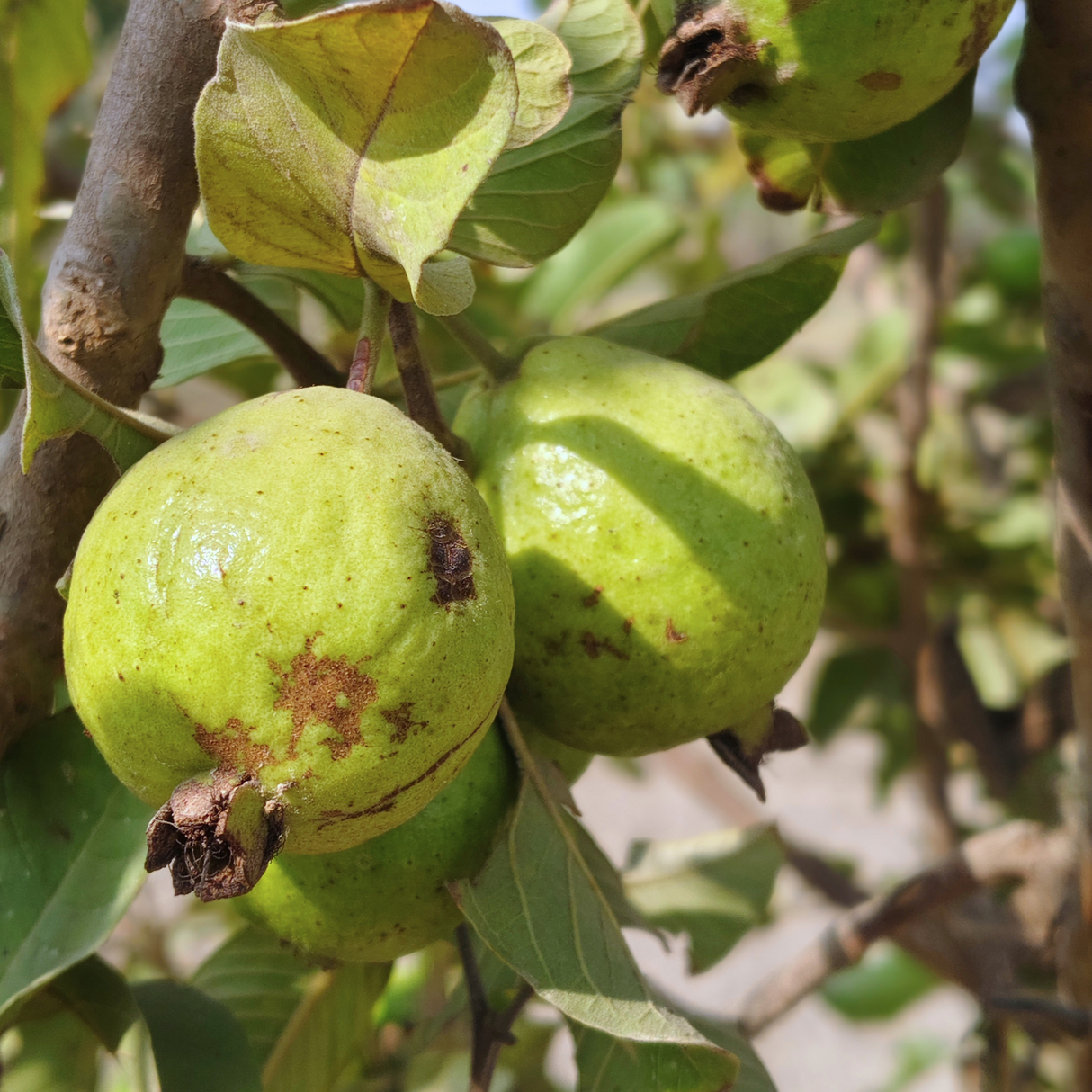 Guava
