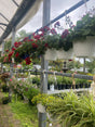 Hanging Baskets