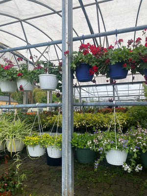 Hanging Baskets
