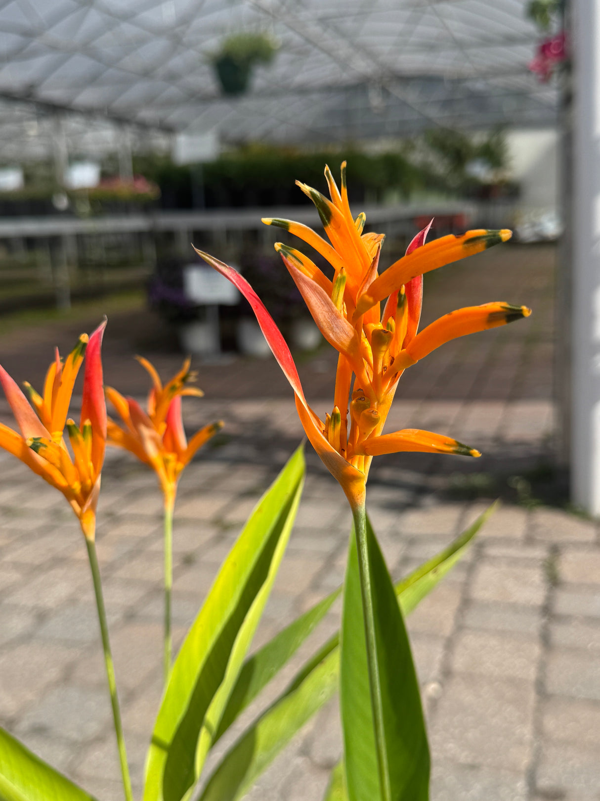 orange flower on heliconia plant