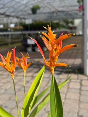 orange flower on heliconia plant