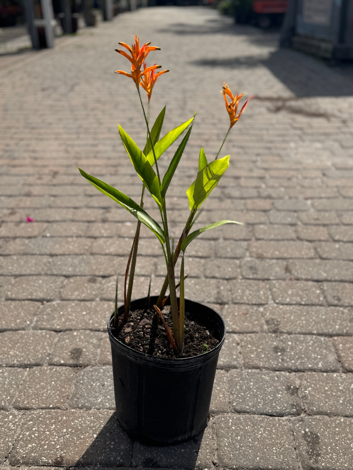 Heliconia plant in three-gallon pot 